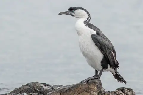 Black-faced Cormorant