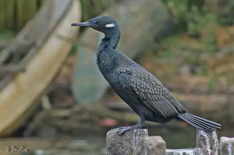 Indian Cormorant