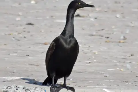 Bank Cormorant