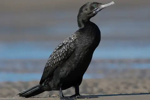 Little Black Cormorant