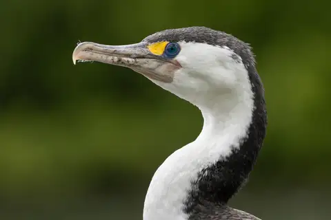 Australian Pied Cormorant