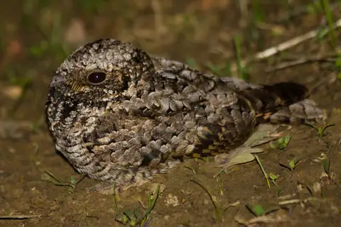 Common Poorwill