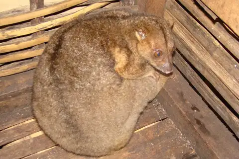 New Britain Cuscus