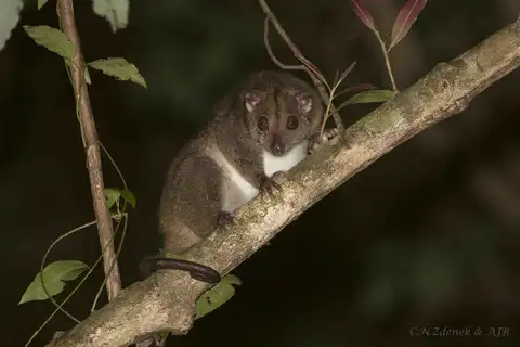 Southern Common Cuscus