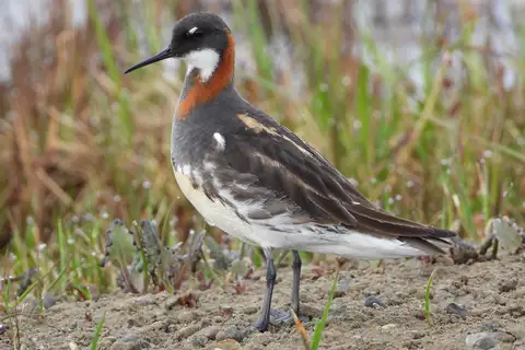 Red-necked Phalarope