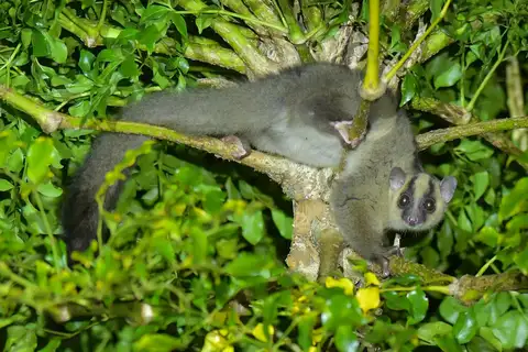 Montagne D’Ambre Fork-marked Lemur