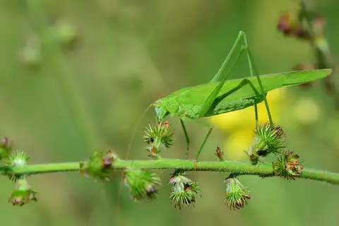 Sickle-bearing Bush-cricket