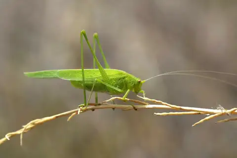 Sickle-bearing Leaf Katydid