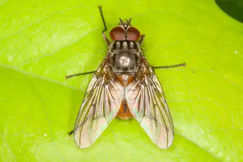 Phaonia subventa