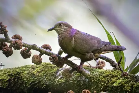 Amethyst Brown Dove