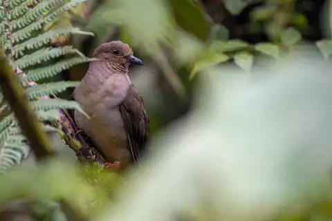 Mindanao Brown Dove