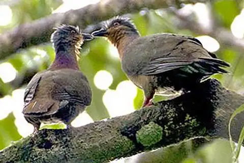 Tawitawi Brown Dove