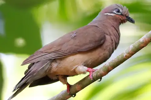 White-eared Brown Dove