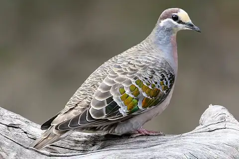 Common Bronzewing