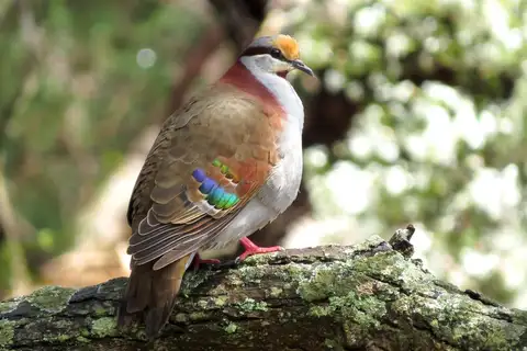 Brush Bronzewing