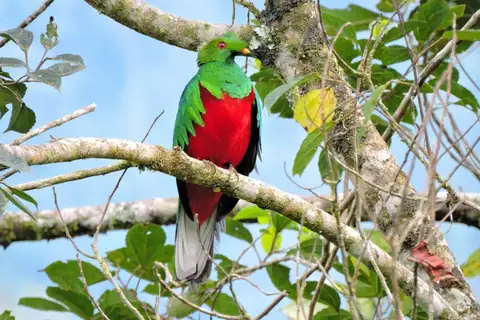 Crested Quetzal