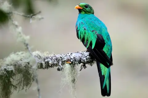 Golden-headed Quetzal