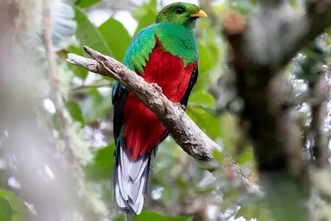 White-tipped Quetzal