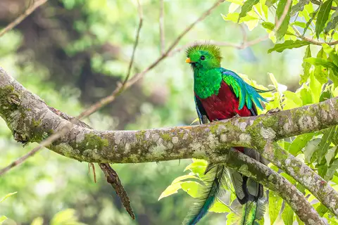 Resplendent Quetzal