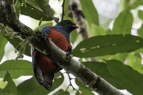 Pavonine Quetzal