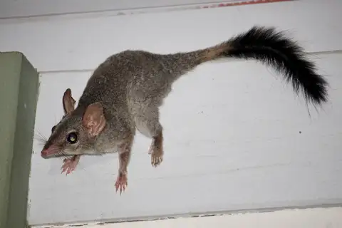 Brush-tailed Phascogale