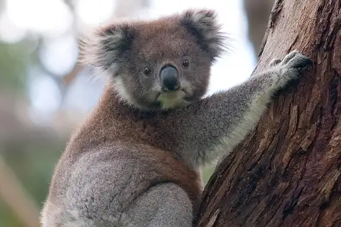 Koala