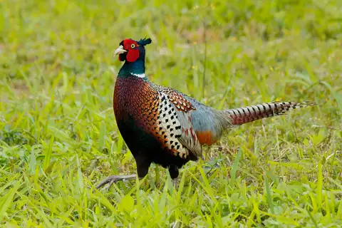 Common Pheasant