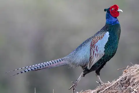 Green Pheasant