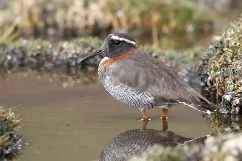 Diademed Sandpiper-Plover