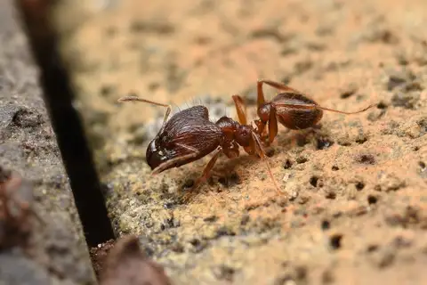 Pheidole nodus