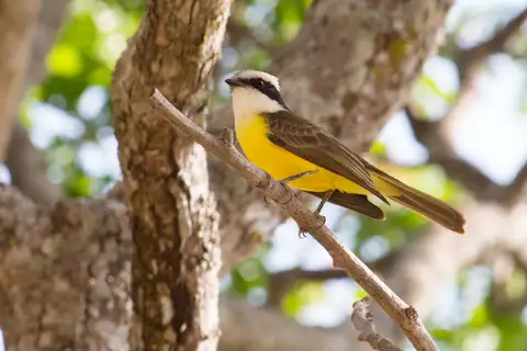 White-bearded Flycatcher