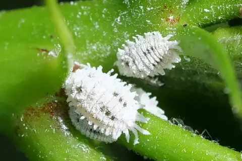 Cotton Mealybug