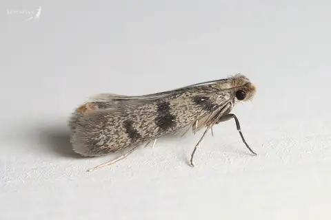 Household Casebearer