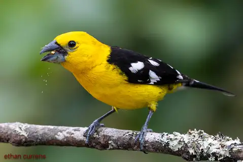 Golden Grosbeak
