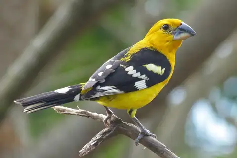 Yellow Grosbeak