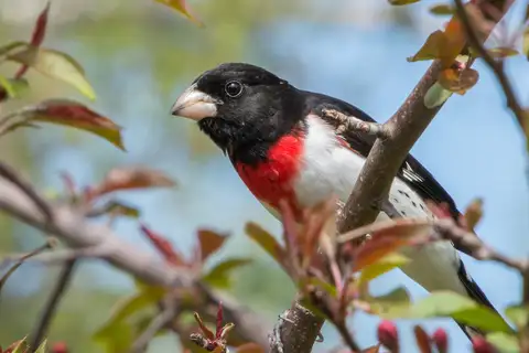 Rose-breasted Grosbeak