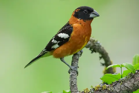 Black-headed Grosbeak