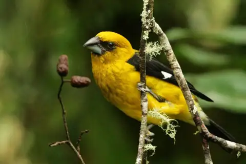 Black-thighed Grosbeak