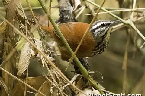 Inca Wren