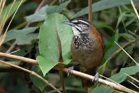 Plain-tailed Wren