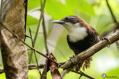 Black-bellied Wren