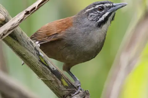 Whiskered Wren
