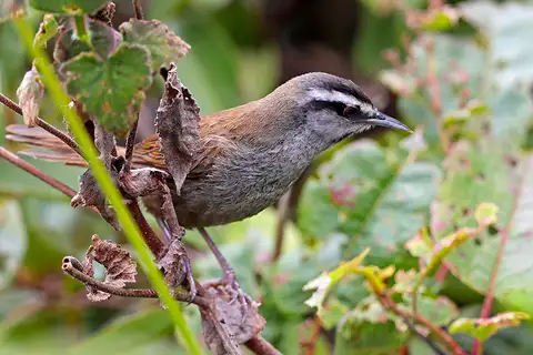 Grey-browed Wren