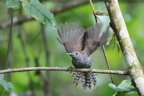 Speckle-breasted Wren