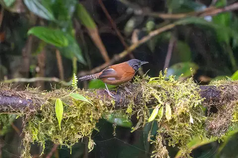 Sooty-headed Wren