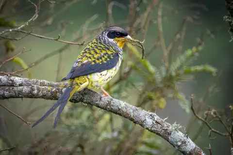 Swallow-tailed Cotinga