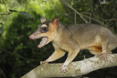 Northern Four-eyed Opossum