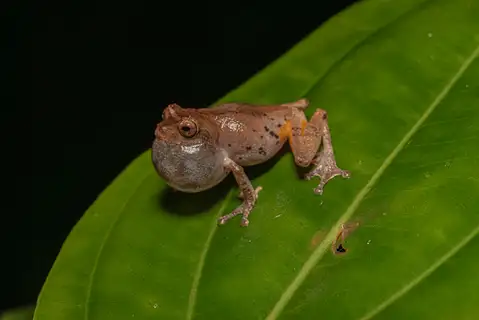 Golden-legged Bush Frog