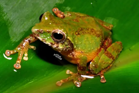 Java Bubble-Nest Frog