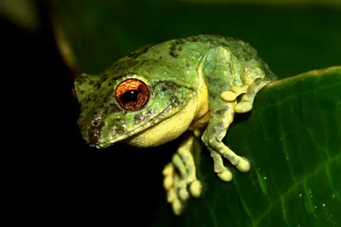 Green Bush Frog